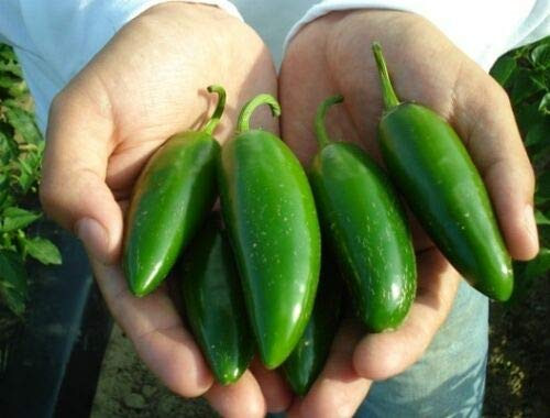 LGKO Jalapeno Pepper S-e-ed-s LGKO Jalapeno Pepper S-e-ed-s