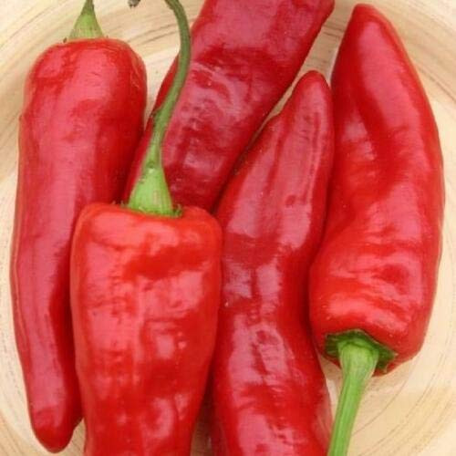LGKO Red Marconi Pepper S-e-ed-s