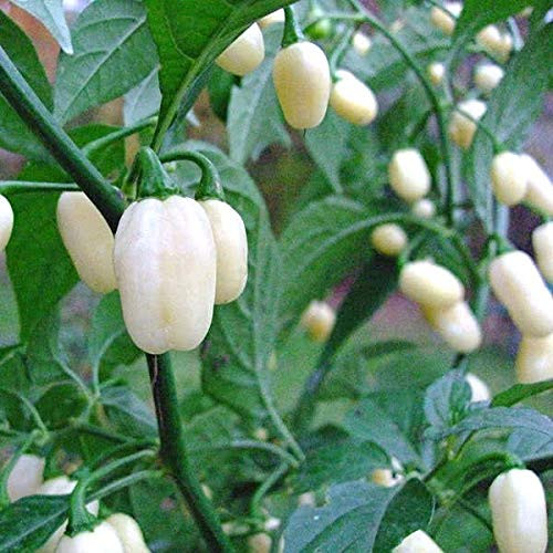 LGKO White Habanero Pepper S-e-ed-s LGKO White Habanero Pepper S-e-ed-s