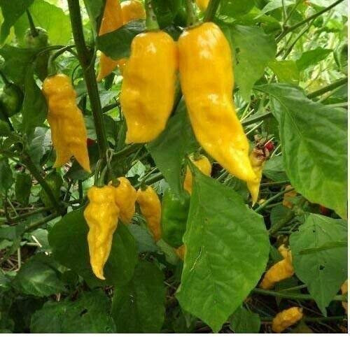 LGKO Bhut Jolokia Yellow Ghost Chili Pepper S-e-ed-s LGKO Bhut Jolokia Yellow Ghost Chili Pepper S-e-ed-s