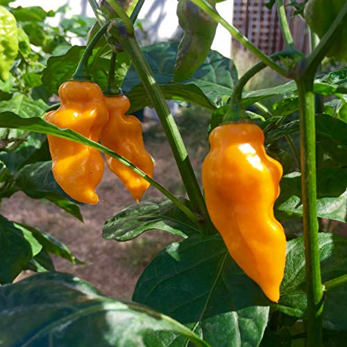 LGKO Yellow Lightning Habanero Pepper S-e-ed-s LGKO Yellow Lightning Habanero Pepper S-e-ed-s