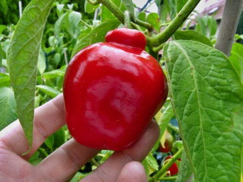 LGKO Red Manzano Pepper S-e-ed-s LGKO Red Manzano Pepper S-e-ed-s