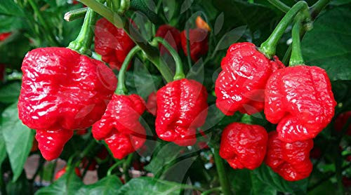 LGKO Monster Red Moruga Hot Pepper S-e-ed-s