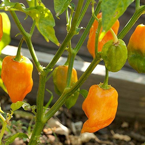 LGKO Habanero Pepper S-e-ed-s LGKO Habanero Pepper S-e-ed-s