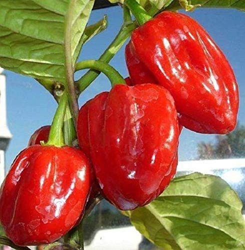 LGKO Red Tobago Scotch Bonnet Pepper S-e-ed-s