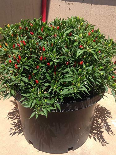 LGKO Thai Pepper S-e-ed-s LGKO Thai Pepper S-e-ed-s