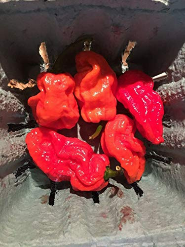 LGKO 7 Pot Red Huge Pepper S-e-ed-s