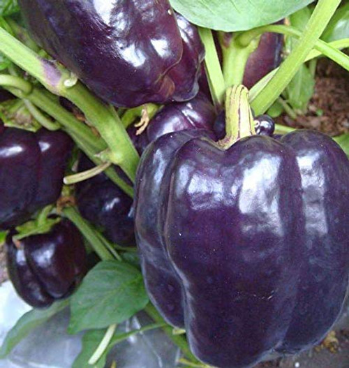 LGKO Purple Pepper S-e-ed-s LGKO Purple Pepper S-e-ed-s