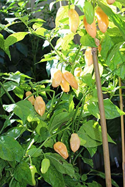 LGKO Peach Bhut Jolokia Hot Pepper S-e-ed-s LGKO Peach Bhut Jolokia Hot Pepper S-e-ed-s