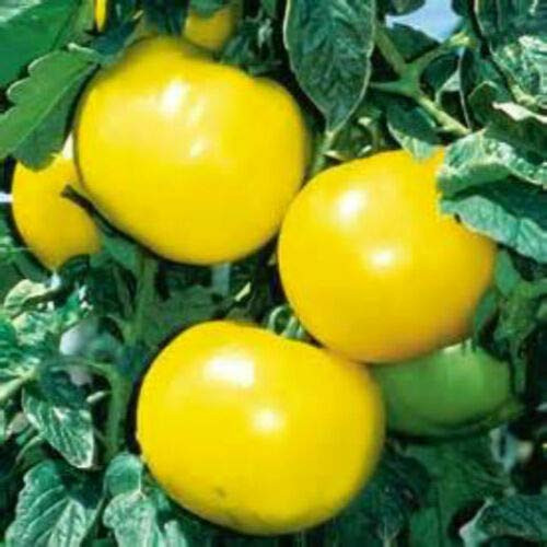 LGKO Golden Boy Tomato S-e-e-d~s