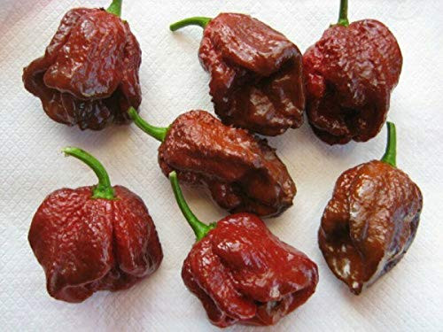 LGKO Trinidad 7 Pot Chocolate Scorpion Pepper S-e-ed-s