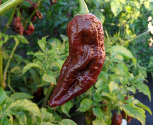 LGKO Chocolate Bhutlah Hot Pepper S-e-ed-s