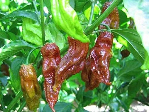 LGKO Chocolate Bhut Jolokia Pepper S-e-ed-s