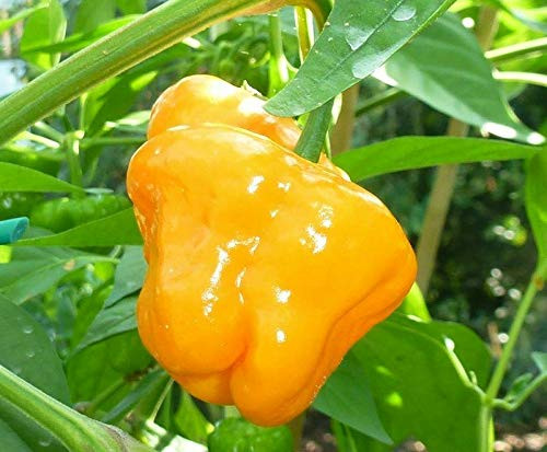 LGKO Yellow Tobago Scotch Bonnet Pepper S-e-ed-s
