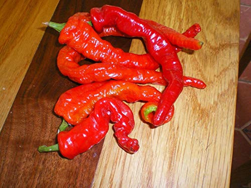 LGKO Cowhorn Pepper S-e-ed-s LGKO Cowhorn Pepper S-e-ed-s