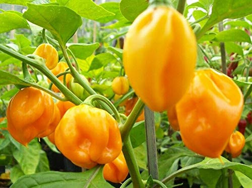 LGKO Yellow Scotch Bonnet Pepper S-e-ed-s