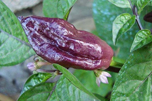 LGKO Peach Bhut Jolokia Pepper S-e-ed-s LGKO Peach Bhut Jolokia Pepper S-e-ed-s
