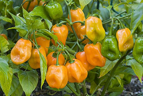 LGKO Orange Habanero Pepper S-e-ed-s