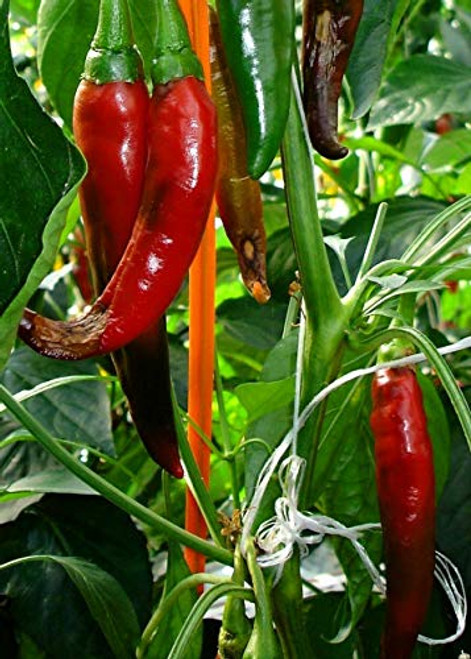 LGKO Guajillo Pepper S-e-ed-s LGKO Guajillo Pepper S-e-ed-s