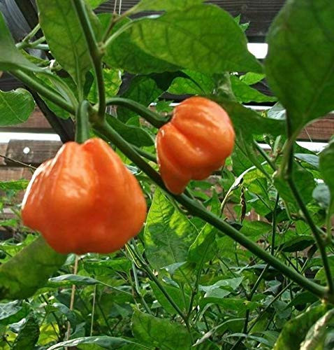 LGKO Bahamian Goat Hot Pepper S-e-ed-s
