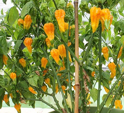 LGKO Fatalii Hot Pepper S-e-ed-s