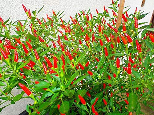 LGKO Red Thai Pepper S-e-ed-s LGKO Red Thai Pepper S-e-ed-s