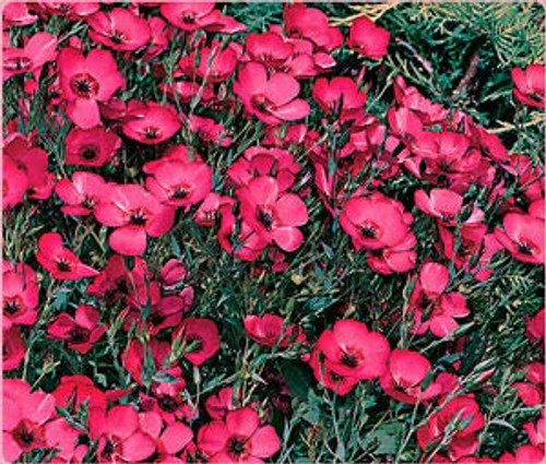 LGKO Flax S-e-e-d-s Scarlet Heirloom Wildflowers Red Flax S-e-e-d Bulk Fl?wer S-e-e-d 400ct LGKO Flax S-e-e-d-s Scarlet Heirloom Wildflowers Red Flax S-e-e-d Bulk Fl?wer S-e-e-d 400ct