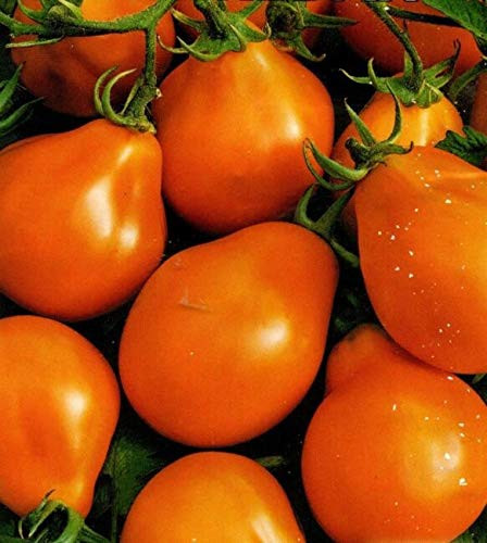 Tomato S.e.e.ds Pear Orange S.e.e.ds Average - 90 S.e.e.ds