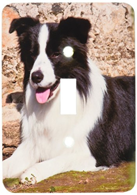 3dRose lsp_88758_1 A Border Collie Dog Next To A Rock Wall Us05 Zmu0025 Zandria Muench Beraldo Single Toggle Switch