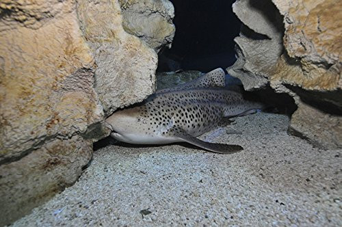Posterazzi Leopard Shark Blue Zoo Aquarium Beijing China Poster Print -17 x 11-