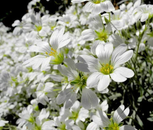RubyShop724 Snow in Summer- 1000 S-e-e-ds -Chickweed- 'Cerastium Tomentosum'