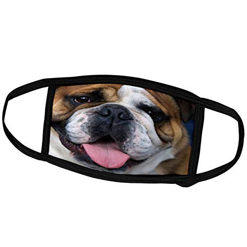 3dRose an English Bulldog in Belgium-EU04 DFR0027 - David R. Frazier - Face Covers -fc-71531-1- 3dRose an English Bulldog in Belgium-EU04 DFR0027 - David R. Frazier - Face Covers -fc-71531-1-
