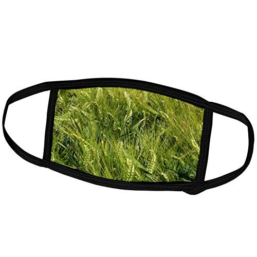 3dRose Danita Delimont - Agriculture - Agriculture Barley Field Idaho Falls Idaho - US13 DFR0318 - David R. Frazier - Face Masks -fm-89984-1-