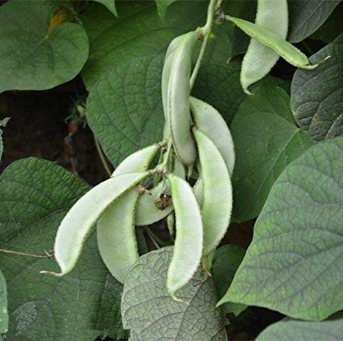 100  plus?White ? Dolichos Lablab L. Organic Green Vegetable Seeds