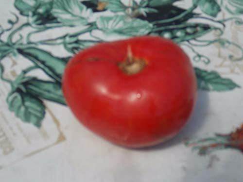 LGKO Amish Dexter Tomato S-e-e-d~s