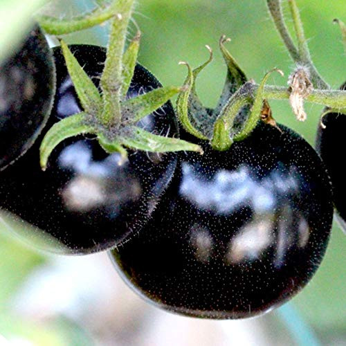 LGKO European Black Cherry Tomato S-e-e-d~s