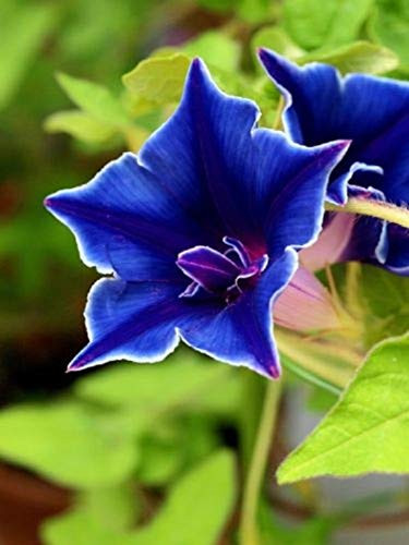 RubyShop724 Picotee Blue Morning Glory S-e-EDS Ipomea Purpurea 20 S-e-EDS