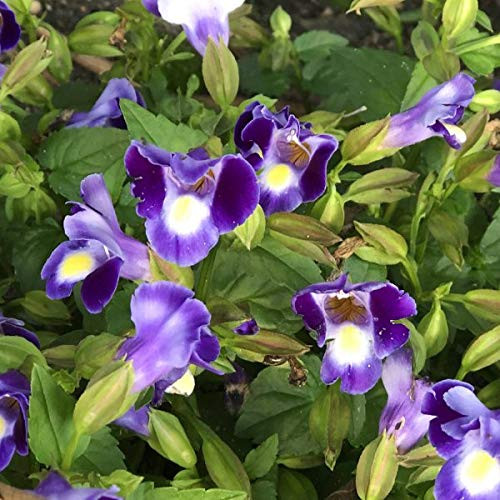 RubyShop724 50 S-e-EDS Torenia Kauai Blue and White S-e-EDS
