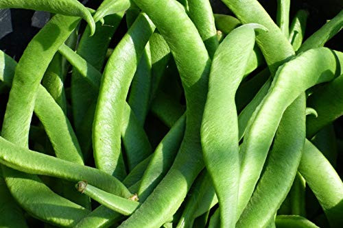 White Half Runner Bean 150S-e-e-ds