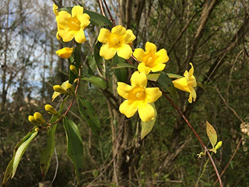 25S-e-e-ds Yellow Carolina Jasmine Víne S-e-e-d- Gelsemium sempervirens 25S-e-e-ds Yellow Carolina Jasmine Víne S-e-e-d- Gelsemium sempervirens