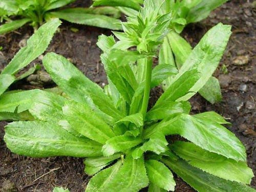 ?100pcs Seeds? Long Coriander 100 Seeds Thai Parsley Culantro Seeds recao Long Coriander Mexican Coriander Thai Parsley NGO GAI -100000 Seeds-100 g- by STSEED ?100pcs Seeds? Long Coriander 100 Seeds Thai Parsley Culantro Seeds recao Long Coriander Mexican Coriander Thai Parsley NGO GAI -100000 Seeds-100 g- by STSEED