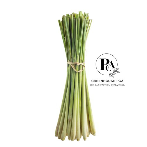 14 Fresh Lemongrass Stalks for Asian Cuisine from Greenhouse PCA