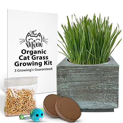 Organic Cat Grass Seeds Kit - Organic Seed  and  Soil for 3 Growing's - Rustic Wood Organic Wheatgrass Seeds Planters - Healthy Pet Grass Supplement  and  Wheatgrass Growing Kit -Coastal Turquoise-