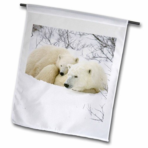 3dRose fl_207222_1 Polar Bear Female and Cub, Churchill, Manitoba, Canada USA Garden Flag, 12 by 18" 3dRose fl_207222_1 Polar Bear Female and Cub, Churchill, Manitoba, Canada USA Garden Flag, 12 by 18"