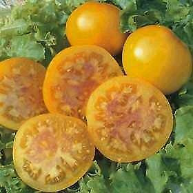 LGKO Pink Grapefruit Tomato S-e-e-d~s