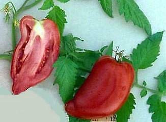 LGKO Sausage Tomato S-e-e-d~s
