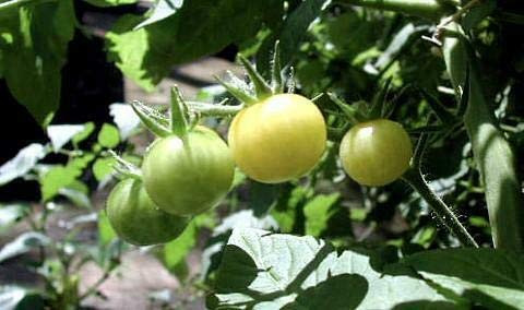 LGKO Snow White Cherry Tomato S-e-e-d~s