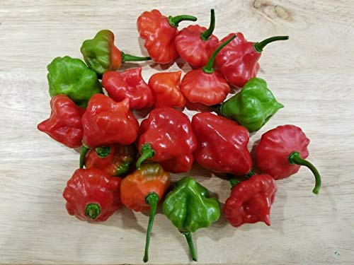 LGKO Ajicito Aji Gustoso Ají Cachucha Pepper S-e-ed-s