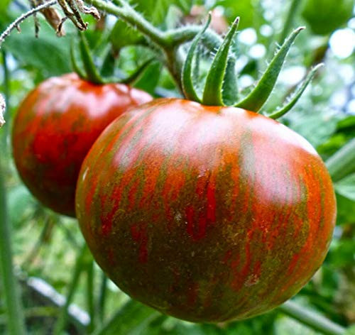 LGKO Black Zebra Tomato S-e-e-d~s