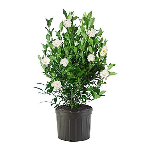 Shrub August Beauty Gardenia 1 Gallon Lustrous Green Foliage